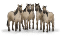 Four konik horses (Equus ferus caballus)