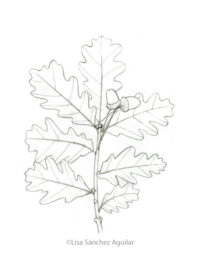 Oak (greyscale sketched-out illustration)