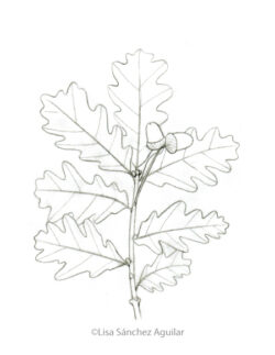 Oak (greyscale sketched-out illustration)