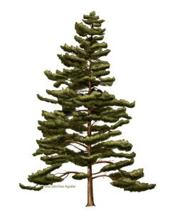 Pine (Pinus silvestris) tree