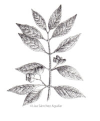 European spindle (greyscale stippled illustration)