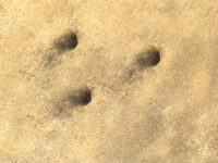 Sand with wasp holes