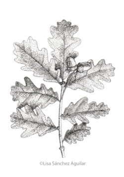 Oak (greyscale stippled illustration)