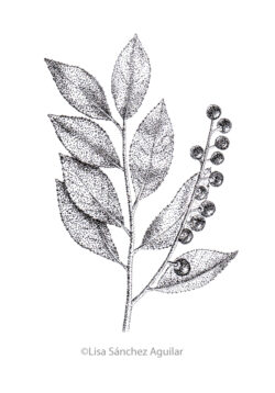 Rum/black cherry (greyscale stippled illustration)
