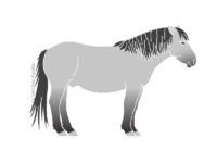 Konik horse (greyscale flat fill illustration)