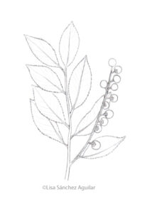 Rum/black cherry (greyscale sketched-out illustration)