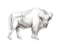 European bison (greyscale sketched-out illustration)