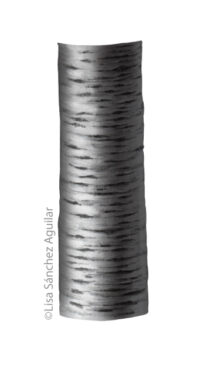 Rum/black cherry bark (greyscale realism illustration)