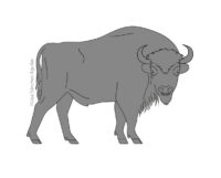 European bison (greyscale linear+flat fill illustration)