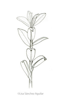 Creeping willow (greyscale sketched-out illustration)