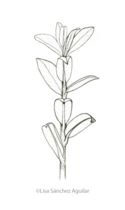 Creeping willow (greyscale sketched-out illustration)