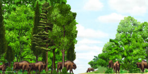 European bison in forest and dunes