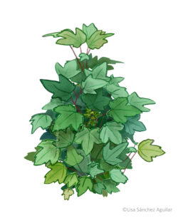 Maple (Acer platanoides) shrub