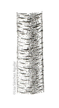 Rum/black cherry bark (greyscale stippled illustration)