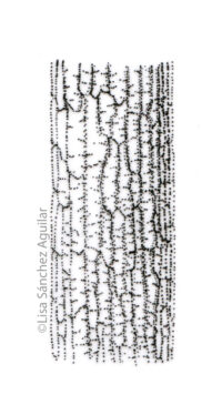 Oak bark (greyscale stippled illustration)