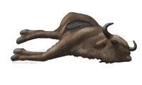 European bison carcass