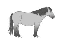 Konik horse (greyscale linear+flat fill illustration)