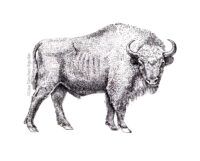 European bison (greyscale stippled illustration)