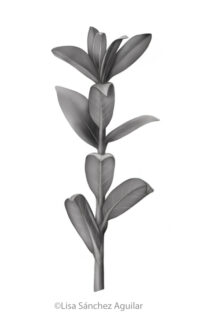 Creeping willow (greyscale realism illustration)