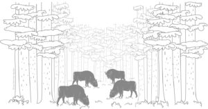 European bison in forest clearing