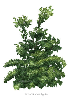 Hawthorn (Crataegus monogyna) tree