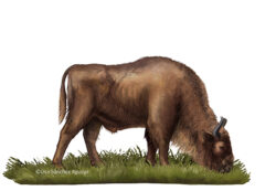 European bison grazing grass lateral