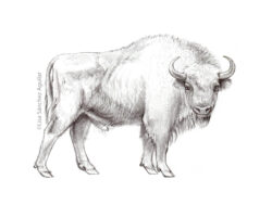 European bison (greyscale sketched-out illustration)