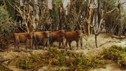Four European bison (paper) calves in dunes