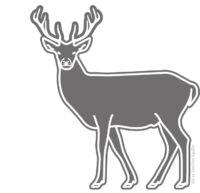 Red deer (Cervus elaphus)