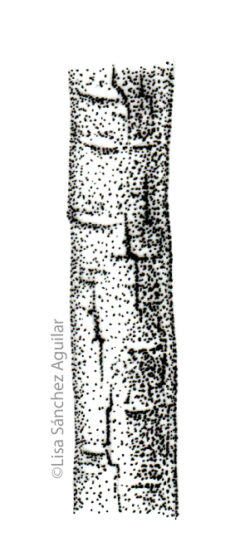 Hawthorn bark (greyscale stippled illustration)
