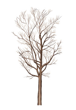 Lime (Tilia cordata) tree without leaves