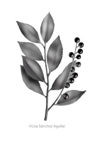 Rum/black cherry (greyscale realism illustration)
