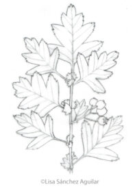 Hawthorn (greyscale sketched-out illustration)