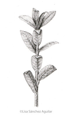 Creeping willow (greyscale stippled illustration)
