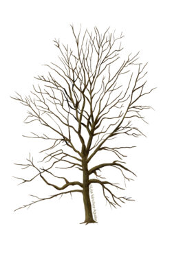Hornbeam (Carpinus betulus) tree without leaves