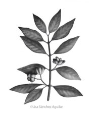 European spindle (greyscale realism illustration)