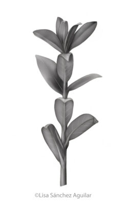 Creeping willow (greyscale realism illustration)