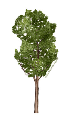 Lime (Tilia cordata) tree in closed forest