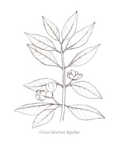 European spindle (greyscale sketched-out illustration)
