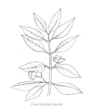 European spindle (greyscale sketched-out illustration)