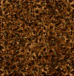 Floor of forest in Autumn