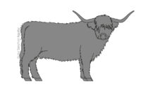 Scottish Highlander (greyscale linear+flat fill illustration)