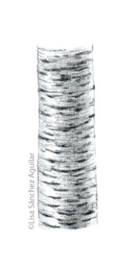 Rum/black cherry bark (greyscale sketched-out illustration)