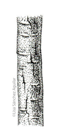 Hawthorn bark (greyscale stippled illustration)