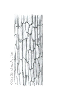 Oak bark (greyscale sketched-out illustration)
