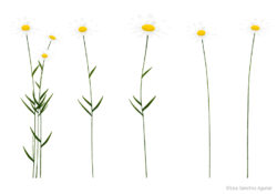 Ox-eye daisy (Leucanthemum vulgare)