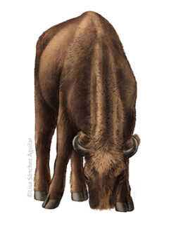 European bison grazing (without grass) frontal
