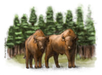 Two European bison in front of forest