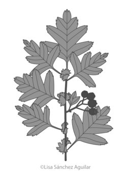 Hawthorn (greyscale linear+flat fill illustration)