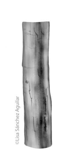 Hawthorn bark (greyscale realism illustration)